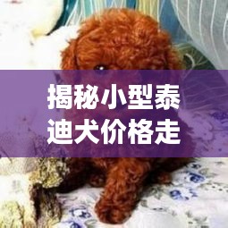 揭秘小型泰迪犬价格走势，市场行情大解析！