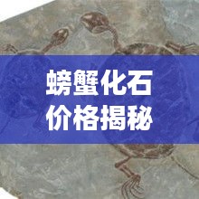 螃蟹化石价格揭秘，古生物化石市场价值大揭秘