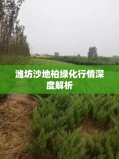 潍坊沙地柏绿化行情深度解析