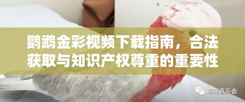 鹦鹉金彩视频下载指南，合法获取与知识产权尊重的重要性