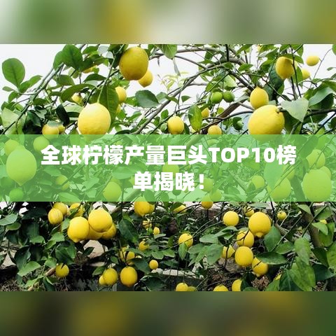 全球柠檬产量巨头TOP10榜单揭晓！