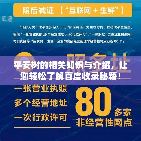 平安树的相关知识与介绍，让您轻松了解百度收录秘籍！