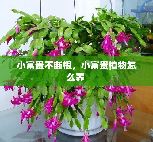 小富贵不断根，小富贵植物怎么养 