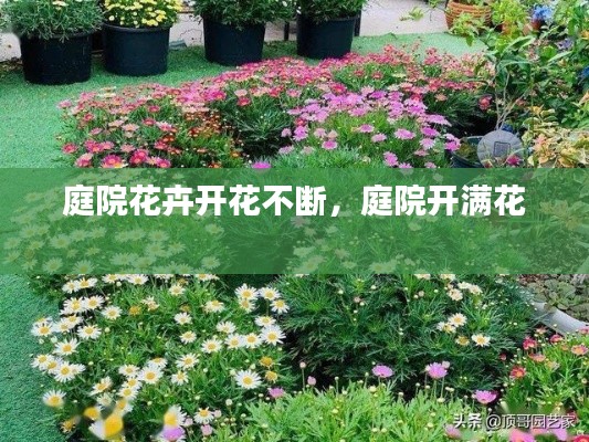 庭院花卉开花不断，庭院开满花 