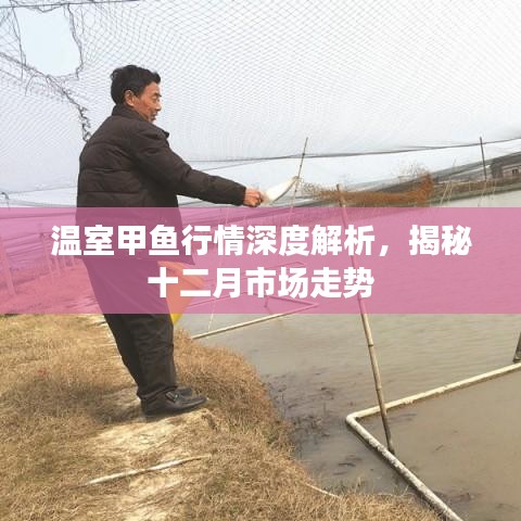 温室甲鱼行情深度解析，揭秘十二月市场走势