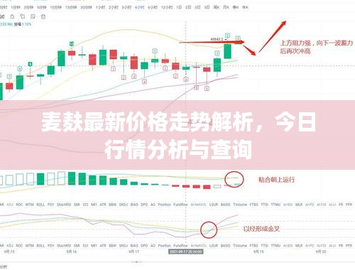 麦麸最新价格走势解析，今日行情分析与查询