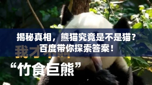 揭秘真相，熊猫究竟是不是猫？百度带你探索答案！