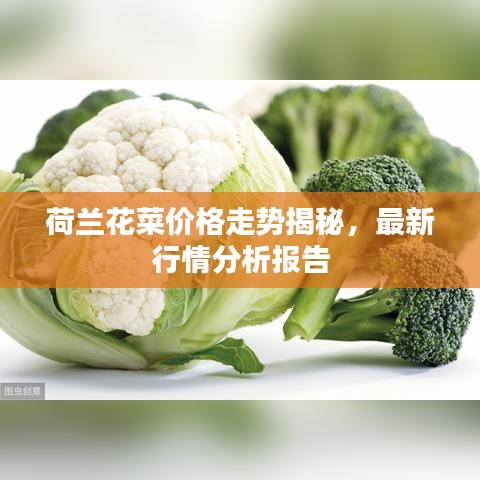 荷兰花菜价格走势揭秘，最新行情分析报告