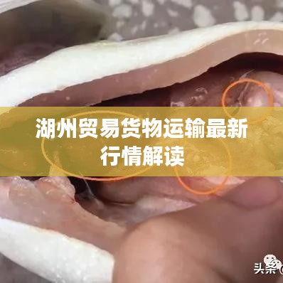 湖州贸易货物运输最新行情解读