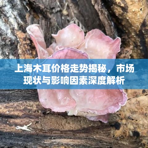 上海木耳价格走势揭秘，市场现状与影响因素深度解析