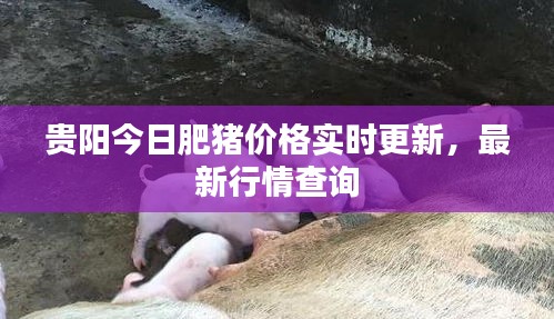 贵阳今日肥猪价格实时更新，最新行情查询