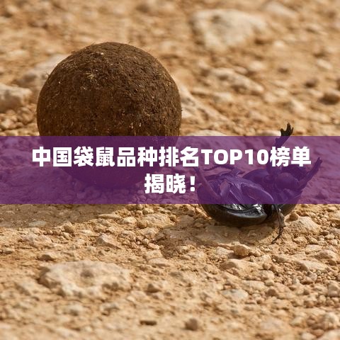 中国袋鼠品种排名TOP10榜单揭晓！