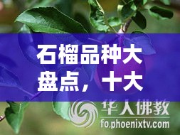 石榴品种大盘点，十大热门品种榜单揭晓！