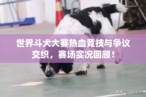 世界斗犬大赛热血竞技与争议交织，赛场实况回顾！