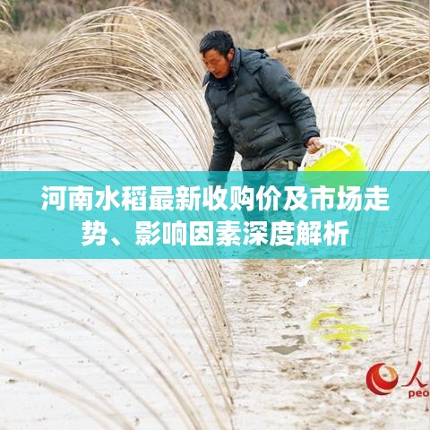 河南水稻最新收购价及市场走势、影响因素深度解析