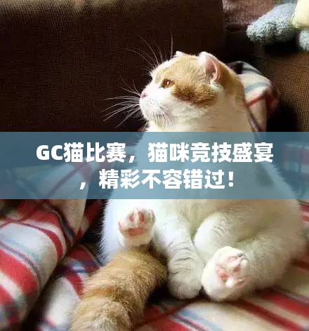 GC猫比赛，猫咪竞技盛宴，精彩不容错过！