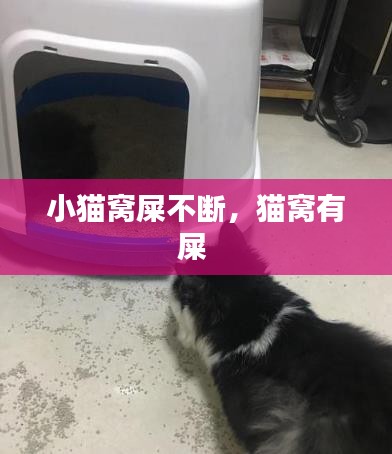 小猫窝屎不断，猫窝有屎 