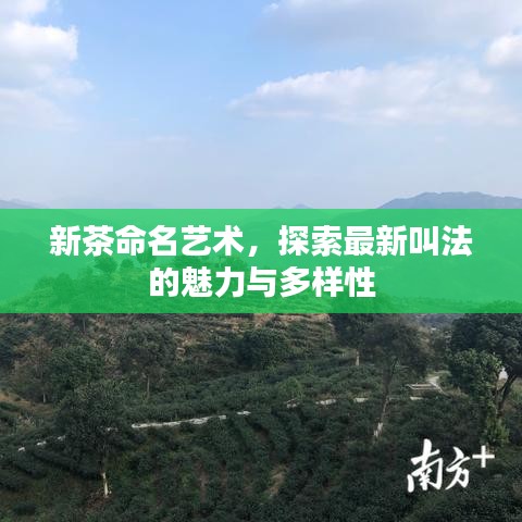 新茶命名艺术，探索最新叫法的魅力与多样性