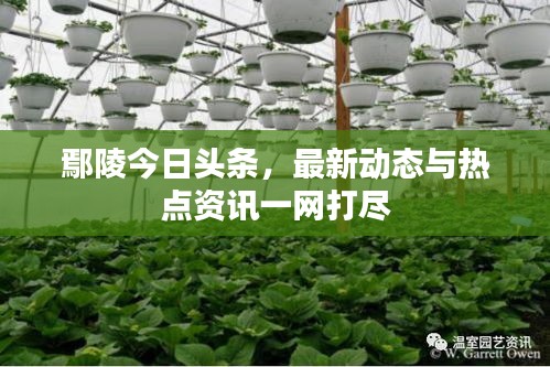 鄢陵今日头条，最新动态与热点资讯一网打尽