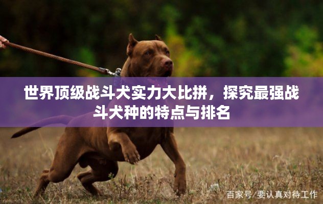 世界顶级战斗犬实力大比拼，探究最强战斗犬种的特点与排名