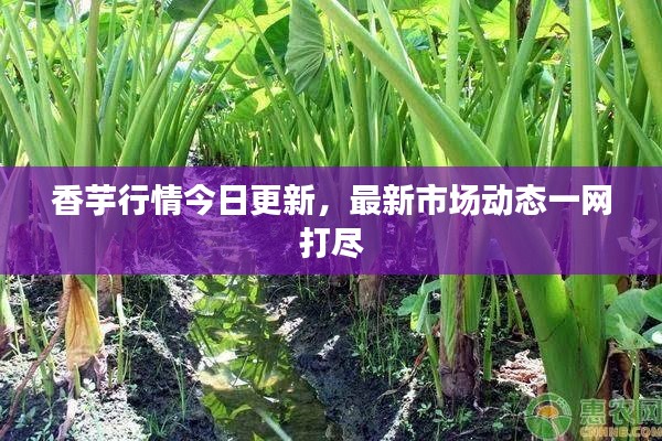 香芋行情今日更新，最新市场动态一网打尽