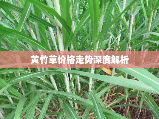 黄竹草价格走势深度解析