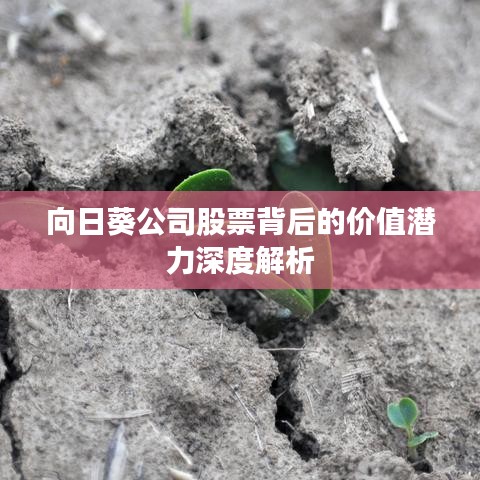 向日葵公司股票背后的价值潜力深度解析