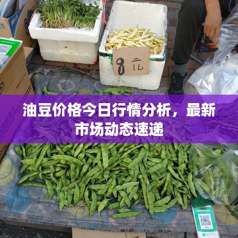 油豆价格今日行情分析，最新市场动态速递