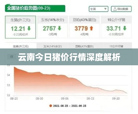 云南今日猪价行情深度解析