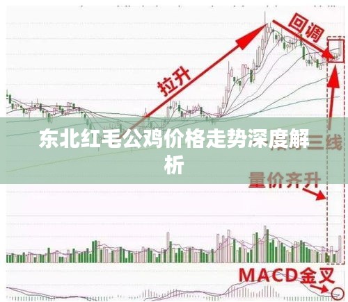 东北红毛公鸡价格走势深度解析