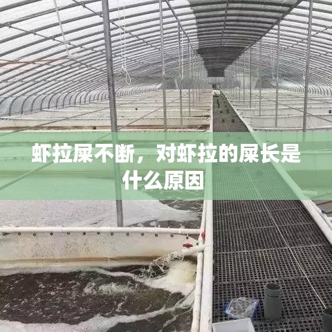 虾拉屎不断，对虾拉的屎长是什么原因 