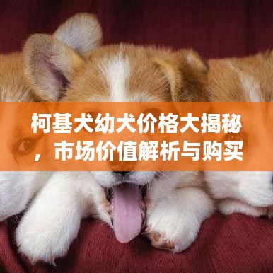 柯基犬幼犬价格大揭秘，市场价值解析与购买须知