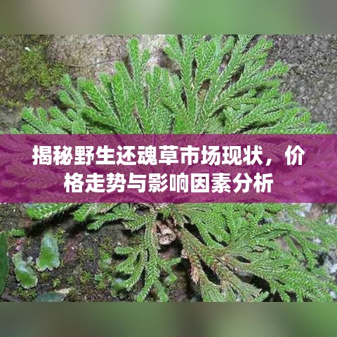 揭秘野生还魂草市场现状，价格走势与影响因素分析