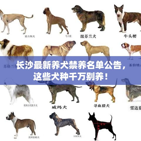 长沙最新养犬禁养名单公告，这些犬种千万别养！