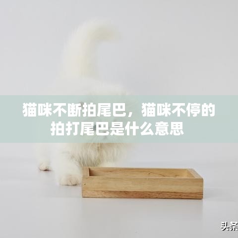 猫咪不断拍尾巴，猫咪不停的拍打尾巴是什么意思 