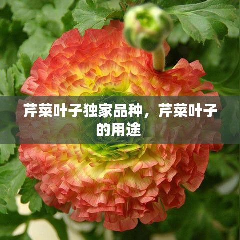 芹菜叶子独家品种，芹菜叶子的用途 