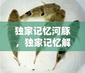 独家记忆河豚，独家记忆解释 