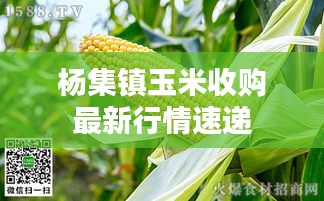 杨集镇玉米收购最新行情速递