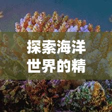 探索海洋世界的精彩瞬间，今日海洋直播回放发布