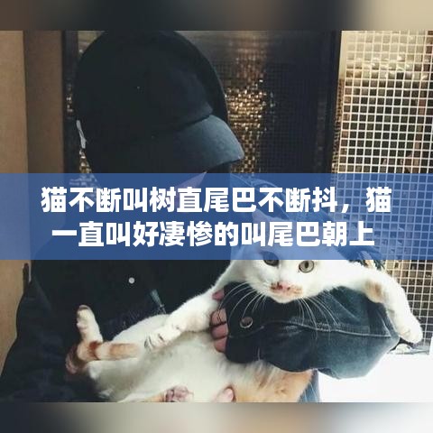 猫不断叫树直尾巴不断抖，猫一直叫好凄惨的叫尾巴朝上 