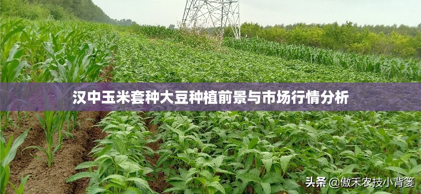 汉中玉米套种大豆种植前景与市场行情分析