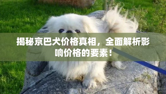 揭秘京巴犬价格真相，全面解析影响价格的要素！